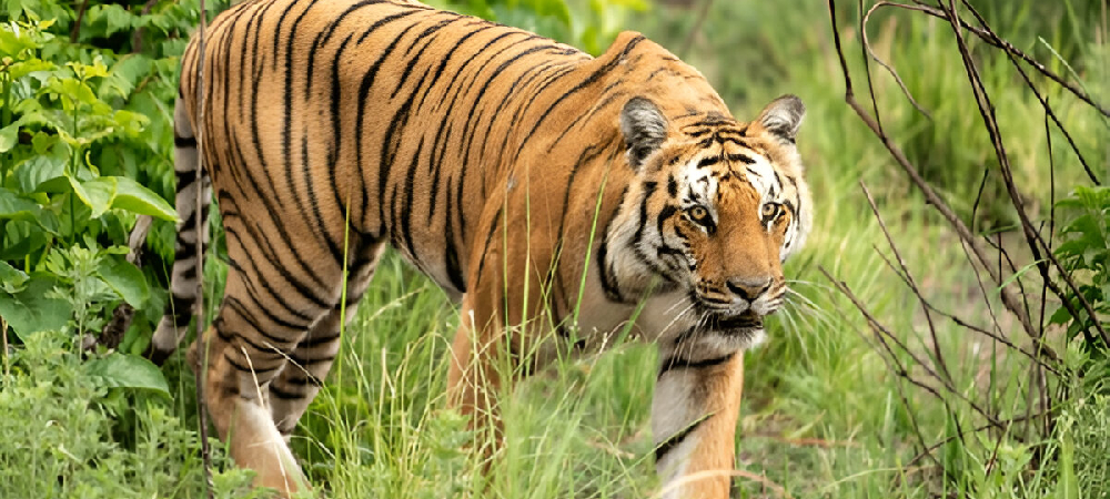 About Jim Corbett National Park - Jim Corbett Safari | Jim Corbett National Park About Jim Corbett National Park - Jim Corbett Safari | Jim Corbett National Park