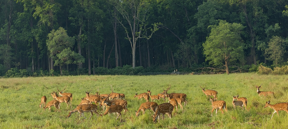Bird-life In Jim Corbett National Park - Jim Corbett Safari | Jim Corbett National Park Bird-life In Jim Corbett National Park - Jim Corbett Safari | Jim Corbett National Park